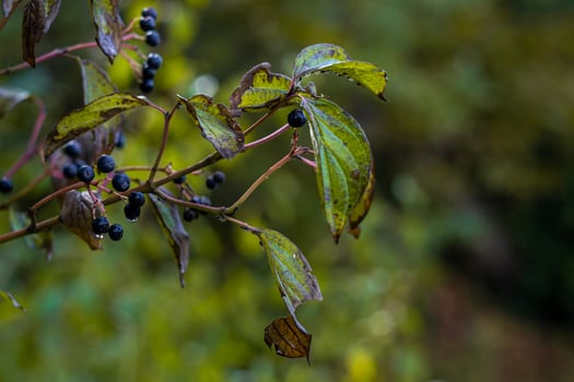 berries of Cornus alternifolia on the branches of a bush in raindrops photo