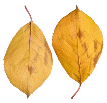 Yellow cherry leaf on isolated background, close up photo