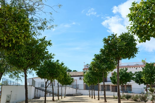 Tranquil courtyard with lush green trees and clear blue sky photo