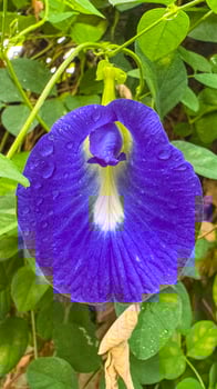 Vibrant Blue Butterfly Pea Flower photo