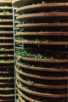 The Traditional Drying Process of Leafy Greens Utilizes Bamboo Trays for Enhanced Flavor and Quality photo