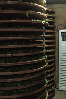 Specialized indoor facilities are used to dry stacks of leaves for optimal results and efficiency photo