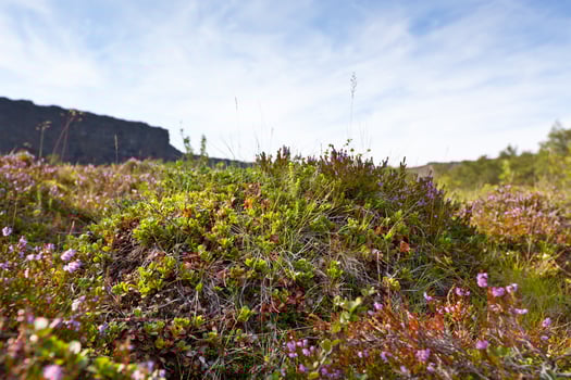Iceland field closeup at summer. Blue sky as background photo