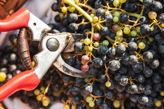 close up of bunches of gathered black grapes in a wicker basket photo