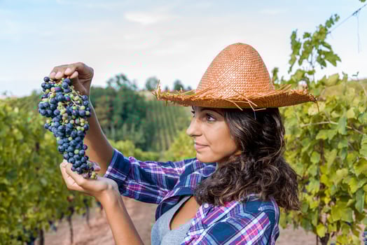 cute winegrower wearing straw hat showing bunch of black grapes photo