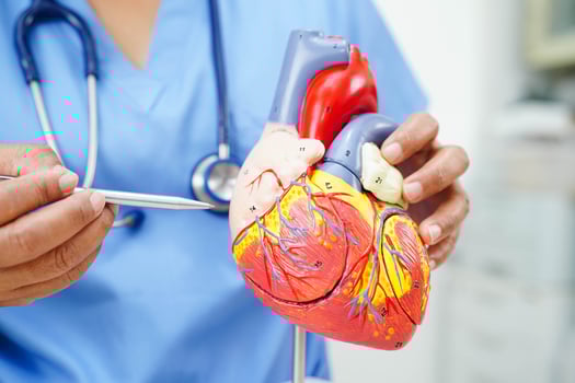 Cardiovascular disease CVD, doctor with heart human model anatomy for treatment patient in hospital. photo