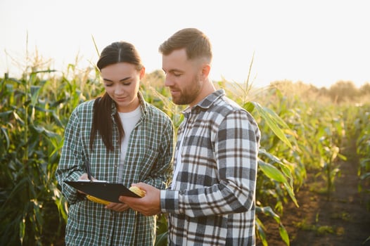 Family agricultural occupation. Man and woman are cultivating corn. They are satisfied with good progress of plants photo
