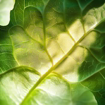 Close-up of vibrant green leaf with sunlight highlighting its intricate veins. photo