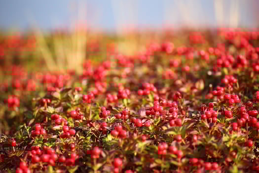 Beautiful red cushion of dwarf cornel Cornus suecica photo