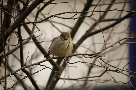 Male house sparrow Passer domesticus sitting in a bush. photo