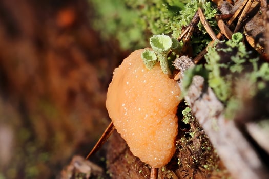 Tubifera ferruginosa, a species of Slime mould, between lichens photo
