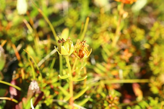 Fruits of saxifraga aizoides, the yellow mountain saxifrage photo