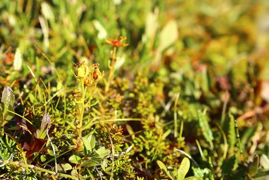 Fruits of saxifraga aizoides, the yellow mountain saxifrage photo
