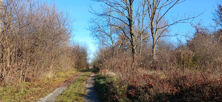 A dirt road in the middle of a field photo