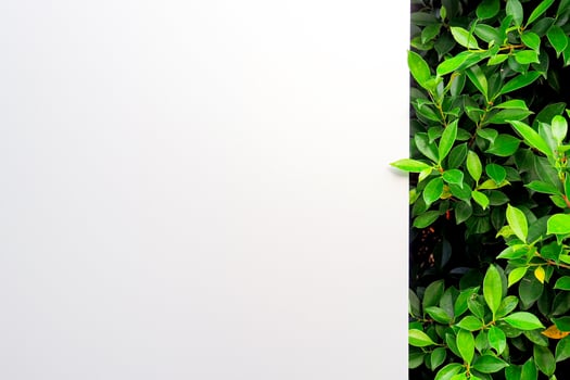 Minimalist White Wall with Vibrant Green Foliage Creating a Striking Contrast in a Modern Outdoor Setting photo
