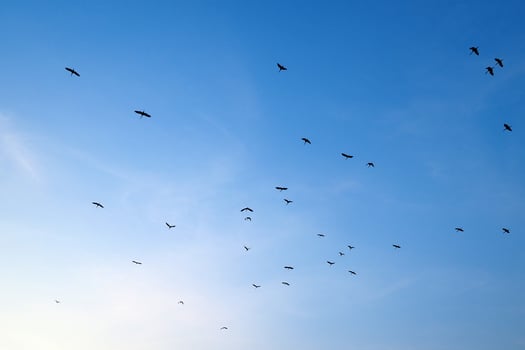 Flock of Birds Soaring Across a Clear Blue Sky at Dusk Capturing the Beauty of Nature and Freedom in Motion photo
