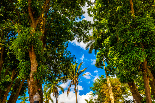 Tropical palm trees palms tree plants in Alajuela Costa Rica. photo
