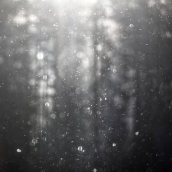 Backlit snowflakes on a blurred forest silhouette photo