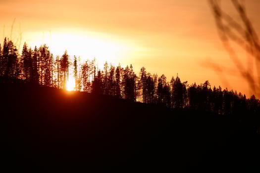 Trees on a hill in front of orange sunset sky photo