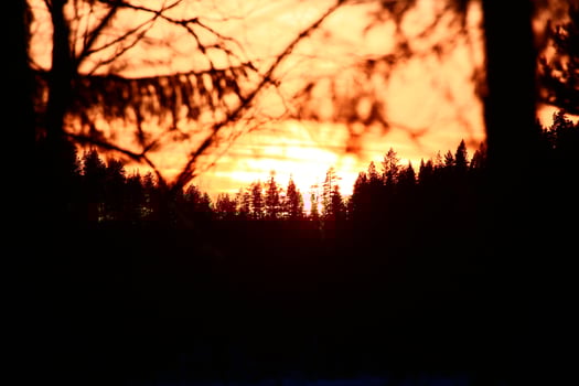 Trees in front of orange sunset sky photo