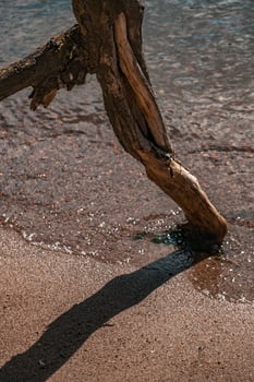 The enchanting driftwood is beautifully situated at the edge of the tranquil waters photo