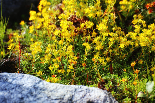 Abundance of flowering yellow saxifrage Saxifraga aizoides photo
