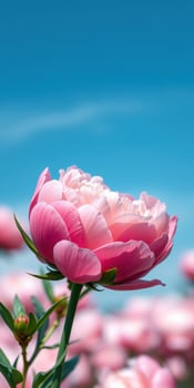 Beautiful pink peony blooms against a clear blue sky in a vibrant flower field during springtime photo