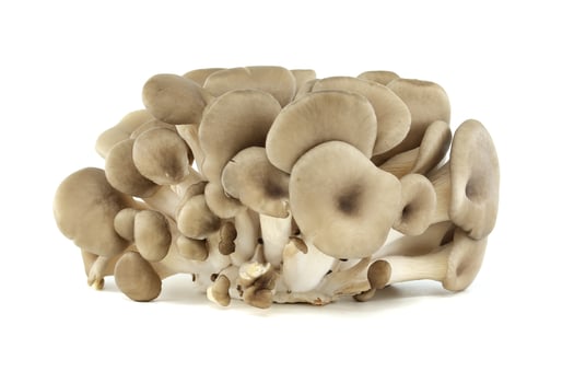 Fresh Pleurotus Mushrooms on White Background photo