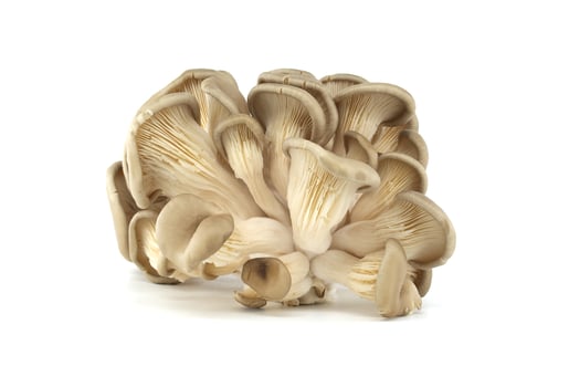 Fresh Gourmet Oyster Mushrooms on White Background photo