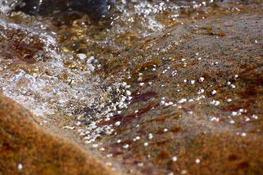 Macro of Barnacles Sessilia at the sea shore photo
