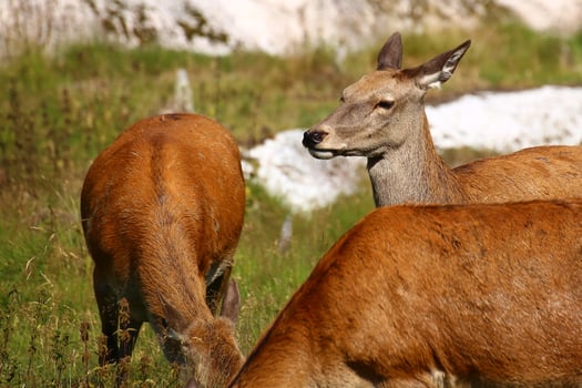 Red deer doe Cervus elaphus in focus photo