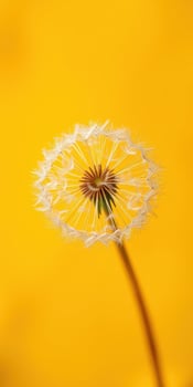 Dandelion bloom against a bright yellow backdrop showcasing delicate seeds in a natural environment photo