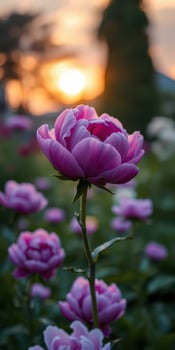 Sunset blooms of pink peonies in a garden display vibrant colors during the evening hours photo
