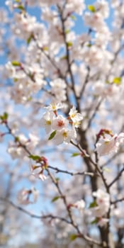 Blooming cherry blossom tree under a clear blue sky in early spring with delicate white flowers photo