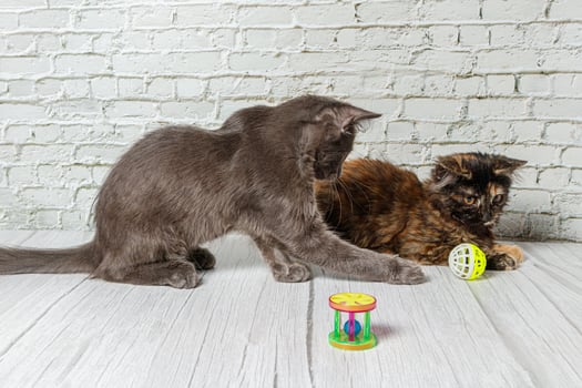 Beautiful couple of gray cat boy and girl on a brick wall background photo