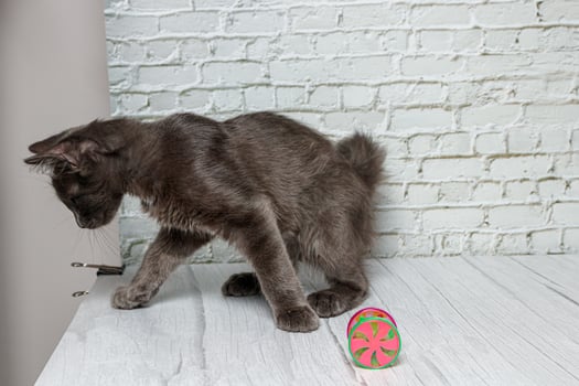 Beautiful gray cat on a brick wall background photo
