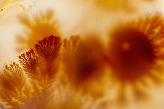 Macro mineral stone Moss Agate, Agate muschiataan white photo