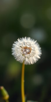 Dandelion blooms in sunlight showcasing delicate white filaments on a green background photo