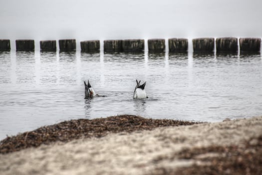 Two widgeons Mareca penelope, dabbling near the sea shore photo