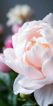 Soft pink peony blooming gracefully among blurred pastel flowers in a serene indoor setting photo