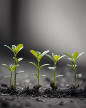 A group of young plants growing in the dirt photo