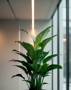 Green Plant in Modern Office Setting with Natural Light photo