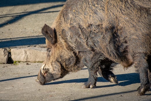 close shot of a feral pig in the nature in Austria photo