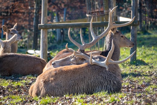 close shot of deer in the nature in the alps in Austria photo
