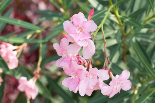 Pink flowers of blossoming apple-tree in spring garden in Moscow city, Russia. Seasonal blossom. Blooming apple-tree. Spring season. Photo of pink flowers. April, may bloom