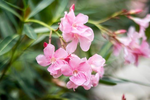 Beautiful Pink Oleander flower. Blooming Nerium oleander flower tree. Pink flowers on the bushes in the center of the resort city of Sochi. Toxic overall. photo