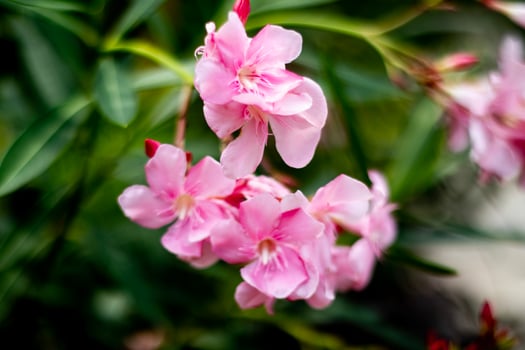 Beautiful Pink Oleander flower. Blooming Nerium oleander flower tree. Pink flowers on the bushes in the center of the resort city of Sochi. Toxic overall. photo