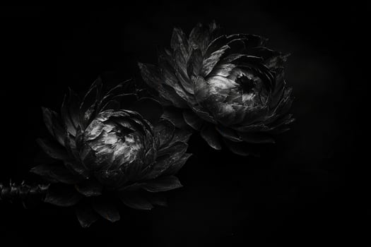 Monochrome flowers against a dark background. photo