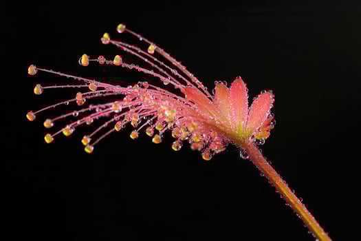Close-up of a vibrant pink flower with dew droplets. photo