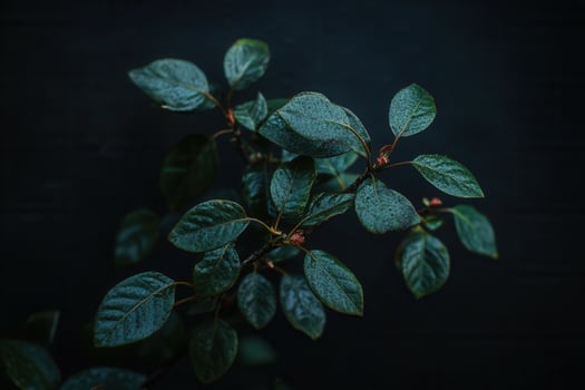 Dark leaves with a glossy finish against a black background. photo
